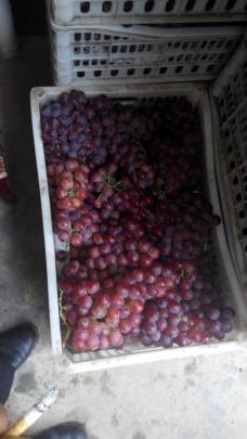 大荔红提葡萄 新鲜的水果上市中