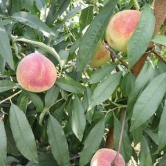 东昌府鲜桃上市，大概成熟时期在10月20号左右