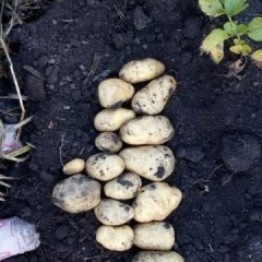 黑龙江北林荷兰十五土豆著名品牌