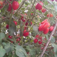 河北阜城樱桃西红柿圣女果聚焦市场