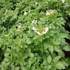 出售呼伦贝尔(荷兰尤金)货源充足