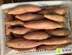 红薯烟薯25以上市 烤薯专供！！！