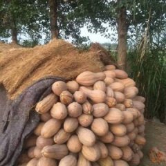 蒙城范集代先生10月密本南瓜