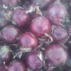 甘肃民勤紫皮洋葱，品质最佳。