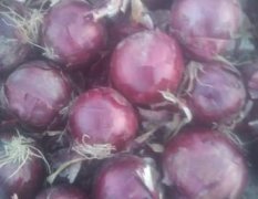 甘肃民勤紫皮洋葱，品质最佳。