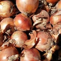 甘肃民勤县薛百乡专业洋葱代办