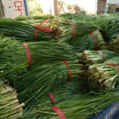 河南滑县平韭6号韭菜聚焦市场