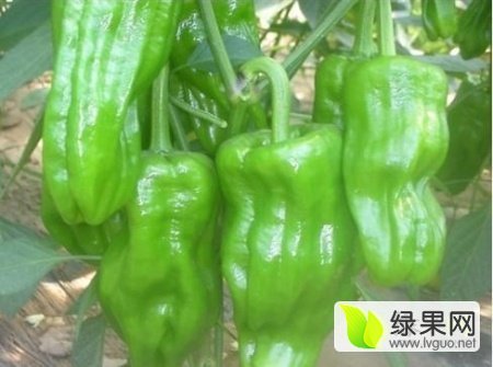 2017年山东费县芜湖椒价格
