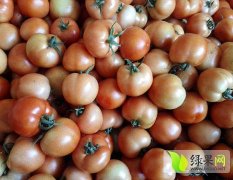 辽宁省北票市西红柿品种有硬粉，大红