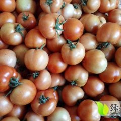 辽宁省北票市西红柿品种有硬粉，大红