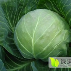 沛县河口徐康康3月美味早生甘蓝