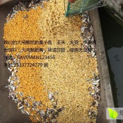 江苏高淳大闸蟹水产逐渐升温