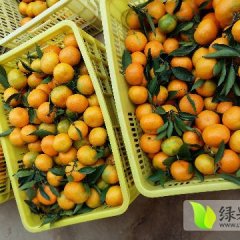 夷陵湖北蔡顺晓9月叶橘柑橘