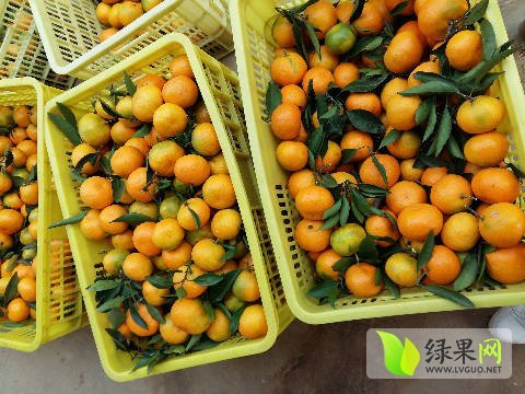 2016年河北蔚县韩国黄心白菜价格