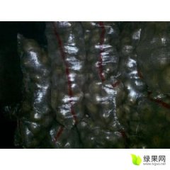 内蒙古回民区土豆代办代购，代收土豆