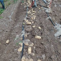 内蒙古巴林左旗荷兰十五土豆口感爽口