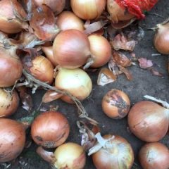 齐齐哈尔洋葱已经大面积上市