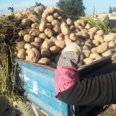 靖远五合徐秉忠9月克新一号土豆