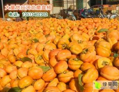 河北省保定市满城区柿子沟磨盘柿子大量出售 量