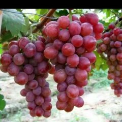 2016清苑葡萄俏销大江南北