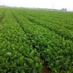 2016坊子种植芹菜150亩现已上市