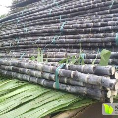 供应广西龙州县黑皮果蔗