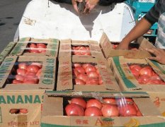 河北省大棚西红柿大量上市了