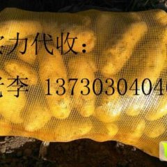 河北沽源老李代办： 地窖 荷兰十五土豆