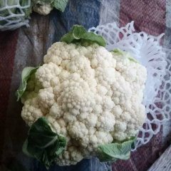 东昌府沙镇张振国9月雪宝菜花