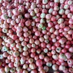 东昌府西红柿上货量大,沙镇张振申诚信合作