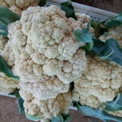 东昌府菜花早买早赚,沙镇张振申诚信合作
