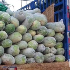 延津白皮大冬瓜：好吃不贵，长期大量供应