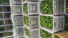 湖北当阳蜜桔柑橘品质优良