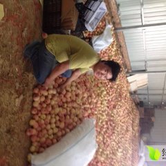 山西运城临猗北辛王杰9月花冠苹果