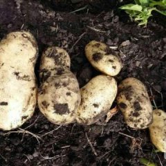 牙克石本人种植300亩荷兰十五即将上市