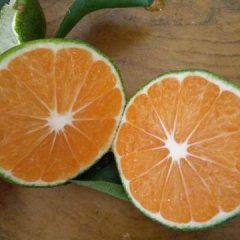 湖南石门石门蜜桔柑橘著名品牌