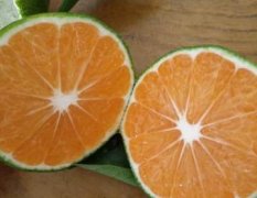 湖南石门石门蜜桔柑橘著名品牌