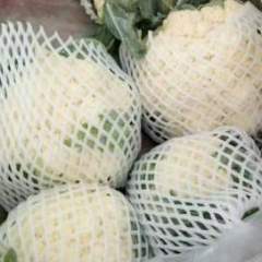 东昌府沙镇刘先生9月雪玉菜花
