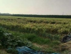 从昌邑和安丘购买姜种的 80%都已绝产