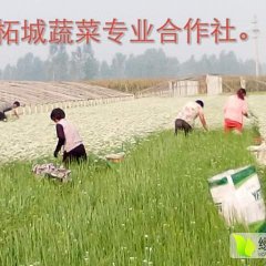 柘城韭菜香甜可口,远襄董来厂诚信合作