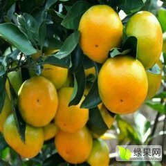 本公司常年供应蜜橘脐橙等各个品种