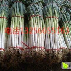 章丘大葱现在已经上市了