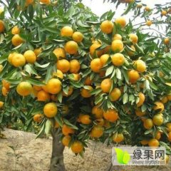 丹江口市习家店镇早熟蜜桔果形好，色泽鲜美，