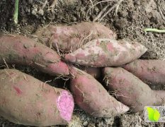 本人今年种了六百亩红薯，有紫薯，南瓜薯