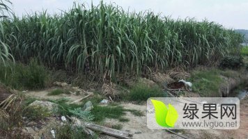 宁乡甘蔗口感爽口大屯营诚信合作