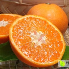 眉山彭山爱媛38 果形扁圆