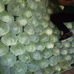 清苑西王王哲10月包菜甘蓝