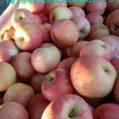 2016临猗苹果再不来就没机会了！