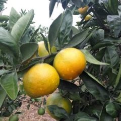 公安柑橘香甜可口章庄赵丽君诚信合作