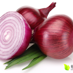 山东省聊城市莘县伏先生6月红皮洋葱
